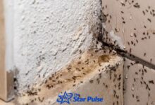 Ant Infestations