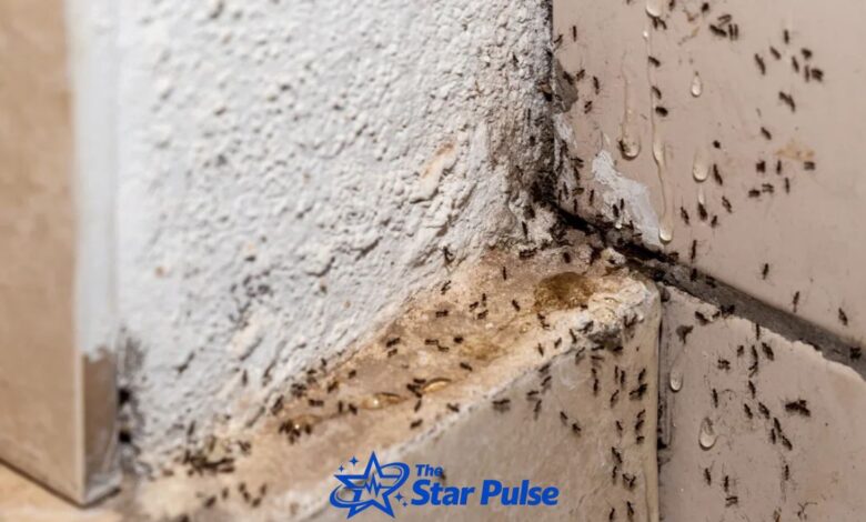 Ant Infestations