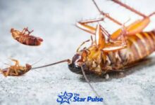 Cockroach Control