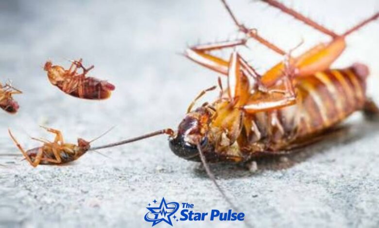 Cockroach Control