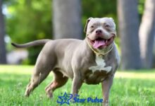 American Bully