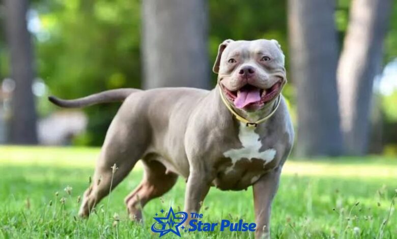 American Bully